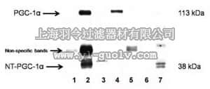 merck millipore,默克密理博,ST1204,Anti-PGC-1α Rabbit pAb