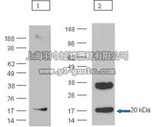 merck millipore,默克密理博,ST1502,Anti-RNF5 Rabbit pAb