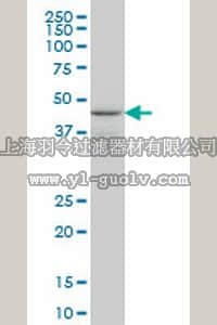merck millipore,默克密理博,ST1505,Anti-WIPI1 Mouse mAb (3C1)