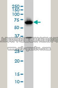 merck millipore,默克密理博,ST1508,Anti-PCK1 Mouse mAb (3E4)
