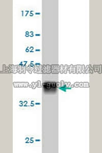 merck millipore,默克密理博,ST1543,Anti-GHR Mouse mAb (3A12)