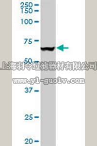 merck millipore,默克密理博,ST1553,Anti-VCP Mouse mAb (4A8)