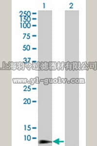 merck millipore,默克密理博,ST1568,Anti-DEFB4 Mouse mAb (4C4)