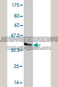 merck millipore,默克密理博,ST1571,Anti-FCGR2A Mouse mAb (3E8)