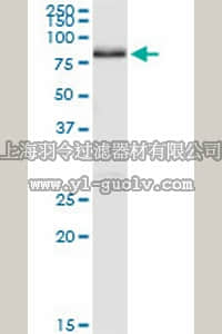 merck millipore,默克密理博,ST1576,Anti-NRG1 Rabbit pAb