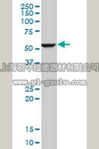 merck millipore,默克密理博,ST1579,Anti-FADS1 Mouse mAb (2D9)