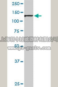 merck millipore,默克密理博,ST1587,Anti-OPA1 Rabbit pAb