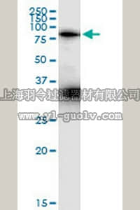 merck millipore,默克密理博,ST1614,Anti-MAP3K7IP2 Rabbit pAb