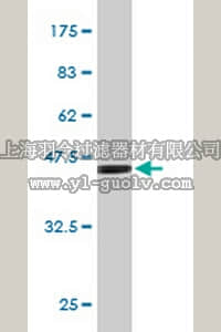 merck millipore,默克密理博,ST1615,Anti-FGF21 Mouse mAb (2F11)