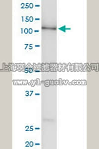 merck millipore,默克密理博,ST1618,Anti-TAOK3 Rabbit pAb