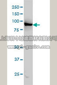 merck millipore,默克密理博,ST1622,Anti-LEPRE1 Mouse mAb (3C7)