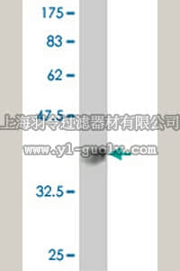 merck millipore,默克密理博,ST1624,Anti-AKAP9 Mouse mAb (1A6)