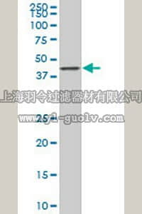 merck millipore,默克密理博,ST1625,Anti-SMAD7 Mouse mAb (4E1)