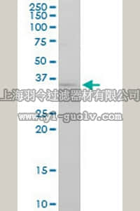 merck millipore,默克密理博,ST1630,Anti-FGF8 Mouse mAb (2A10)