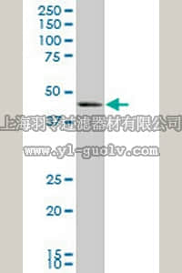merck millipore,默克密理博,ST1631,Anti-BMP7 Mouse mAb (M1-F8)