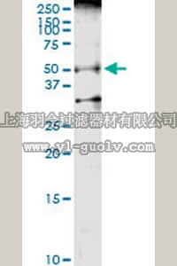 merck millipore,默克密理博,ST1632,Anti-BMP7 Rabbit pAb