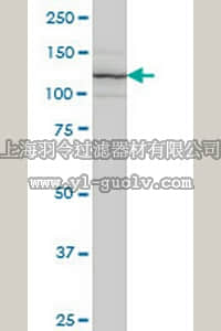 merck millipore,默克密理博,ST1637,Anti-ITGA7 Mouse mAb (8G2)