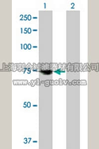 merck millipore,默克密理博,ST1661,Anti-MSLN Rabbit pAb