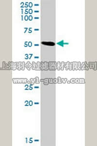 merck millipore,默克密理博,ST1678,Anti-SLC3A2 Rabbit pAb