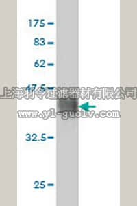merck millipore,默克密理博,ST1680,Anti-FGFR2 Mouse mAb (1G3)