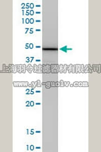 merck millipore,默克密理博,ST1682,Anti-COPS2 Mouse mAb (4B12)