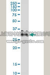 merck millipore,默克密理博,ST1686,Anti-AIDA Rabbit pAb