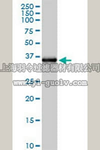 merck millipore,默克密理博,ST1689,Anti-FCN2 Rabbit pAb