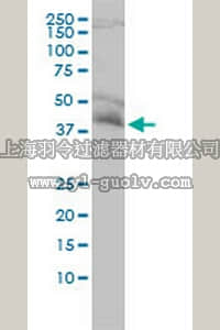 merck millipore,默克密理博,ST1699,Anti-NDE1 Mouse mAb (2G11-1C11)