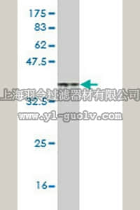 merck millipore,默克密理博,ST1701,Anti-CAV3 Mouse mAb (1G11)