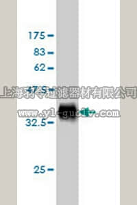 merck millipore,默克密理博,ST1703,Anti-DLL1 Mouse mAb (4F8)