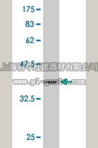 merck millipore,默克密理博,ST1714,Anti-PAPPA Mouse mAb (1G3)