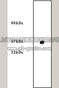 merck millipore,默克密理博,NA63,Anti-Polypyrimidine Tract Binding Protein (Ab-1) Mouse mAb (SH54)