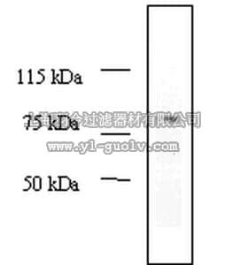 merck millipore,默克密理博,OP115,Anti-MDM2 (Ab-2) Mouse mAb (2A10)