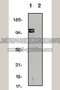 merck millipore,默克密理博,PC421,Anti-Vanilloid Receptor Like Protein-1 (744-761) Rabbit pAb