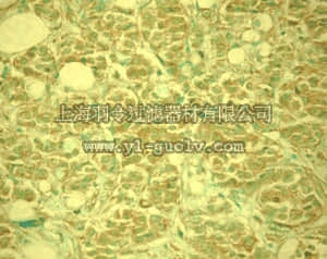 merck millipore,默克密理博,OP143,Anti-MDM2 (Ab-3) Mouse mAb (4B11)