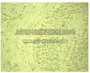 merck millipore,默克密理博,OP144,Anti-MDM2 (Ab-4) Mouse mAb (2A9C1.18)