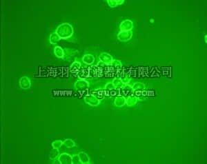 merck millipore,默克密理博,OP145,Anti-MDM2 (Ab-5) Mouse mAb (4B2C1.11)
