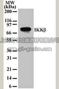 merck millipore,默克密理博,OP134,Anti-IKKβ Mouse mAb (10AG2)