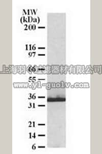 merck millipore,默克密理博,AB10000,Anti-CHIP/STUB1 Antibody