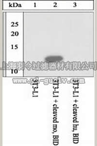 merck millipore,默克密理博,AB10002,Anti-mouse BID cleavage (59/60) site specific Antibody