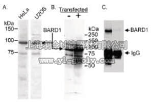 merck millipore,默克密理博,AB10004,Anti-BARD1 Antibody