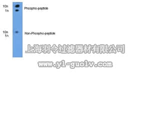 merck millipore,默克密理博,AB10050,Anti-phospho-ITCH (pT222) Antibody