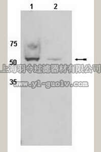 merck millipore,默克密理博,AB10080,Anti-CYP450 Antibody, clone 2E1