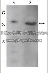 merck millipore,默克密理博,AB10081,Anti-CYP2D6 Antibody