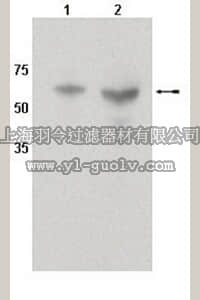 merck millipore,默克密理博,AB10088,Anti-CYP450 1A1 Antibody