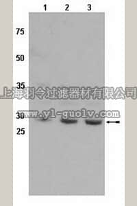 merck millipore,默克密理博,AB10093,Anti-GST θ 1 Antibody