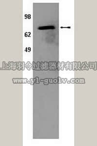 merck millipore,默克密理博,AB10301,Anti-POR Antibody