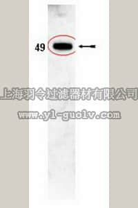 merck millipore,默克密理博,AB10302,Anti-PXR Antibody