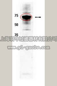 merck millipore,默克密理博,AB10303,Anti-CAR Antibody