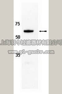 merck millipore,默克密理博,AB10304,Anti-FXR-A Antibody